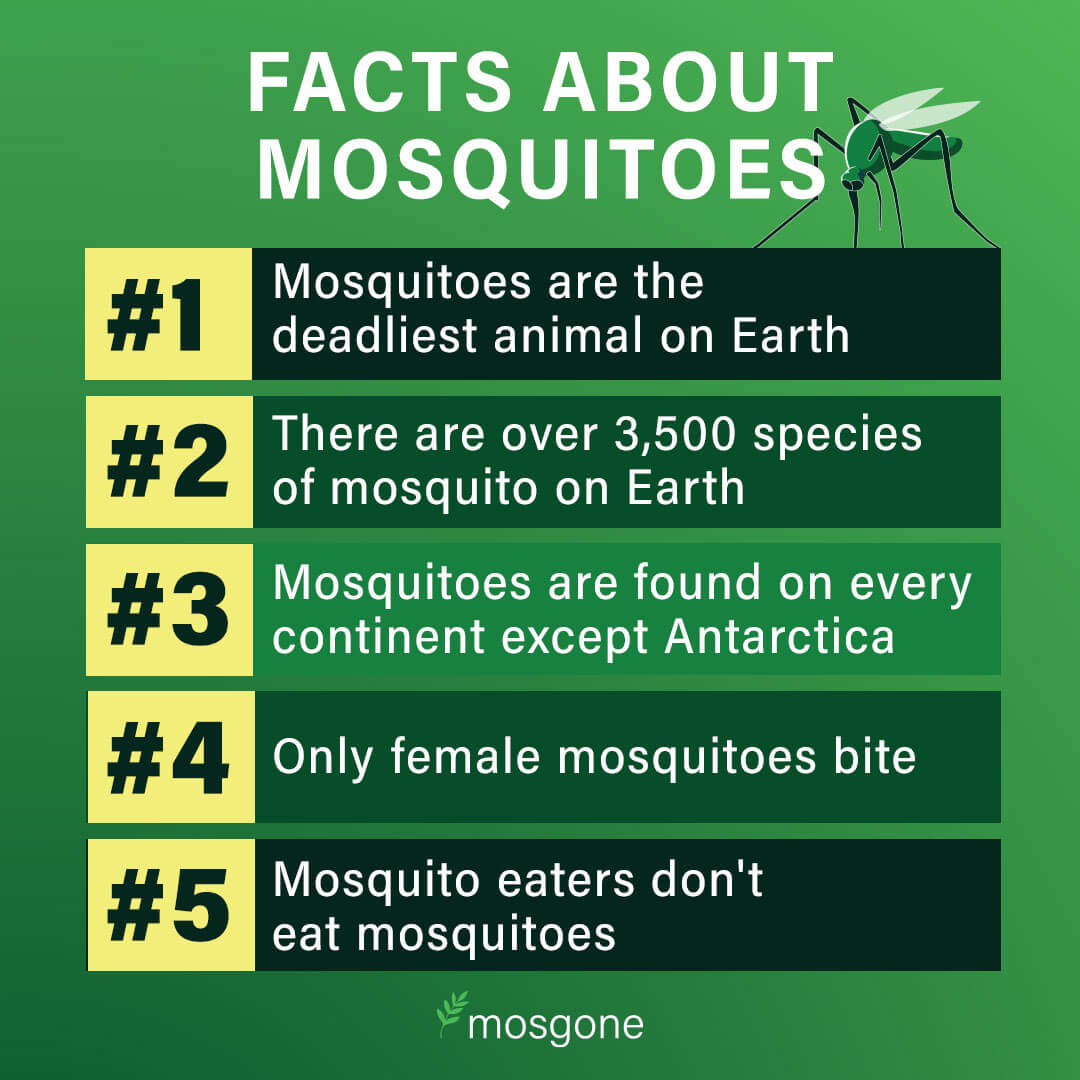 facts about mosquitoes