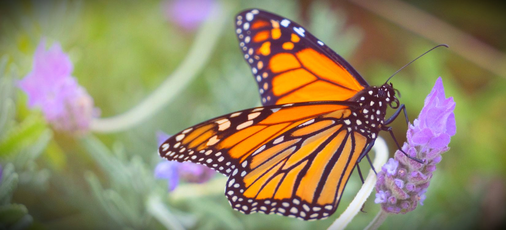 monarch butterfly