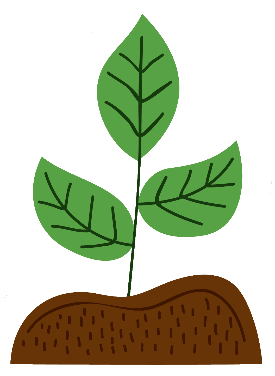 A simple illustration of a green plant with three leaves growing from brown soil, with visible veins on the leaves.