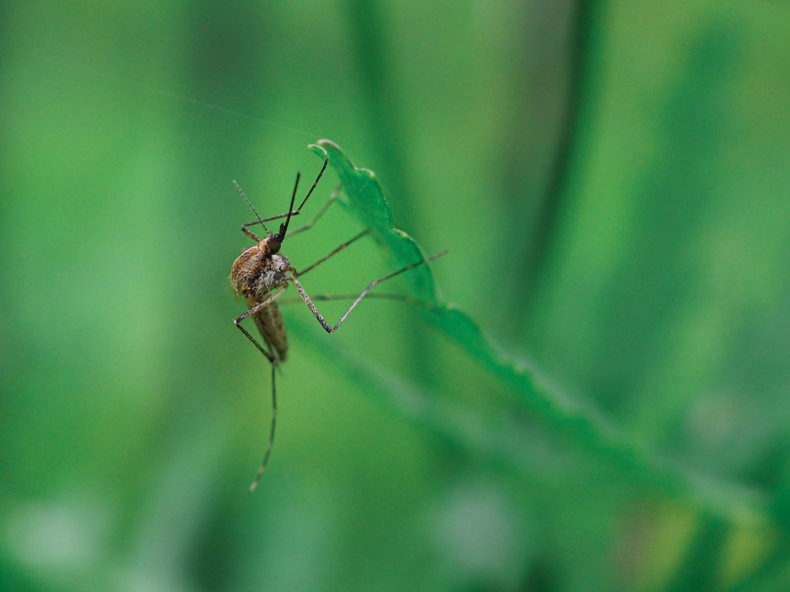 A close-up of a mosquito perched on the edge of a green leaf, with a blurred green background.