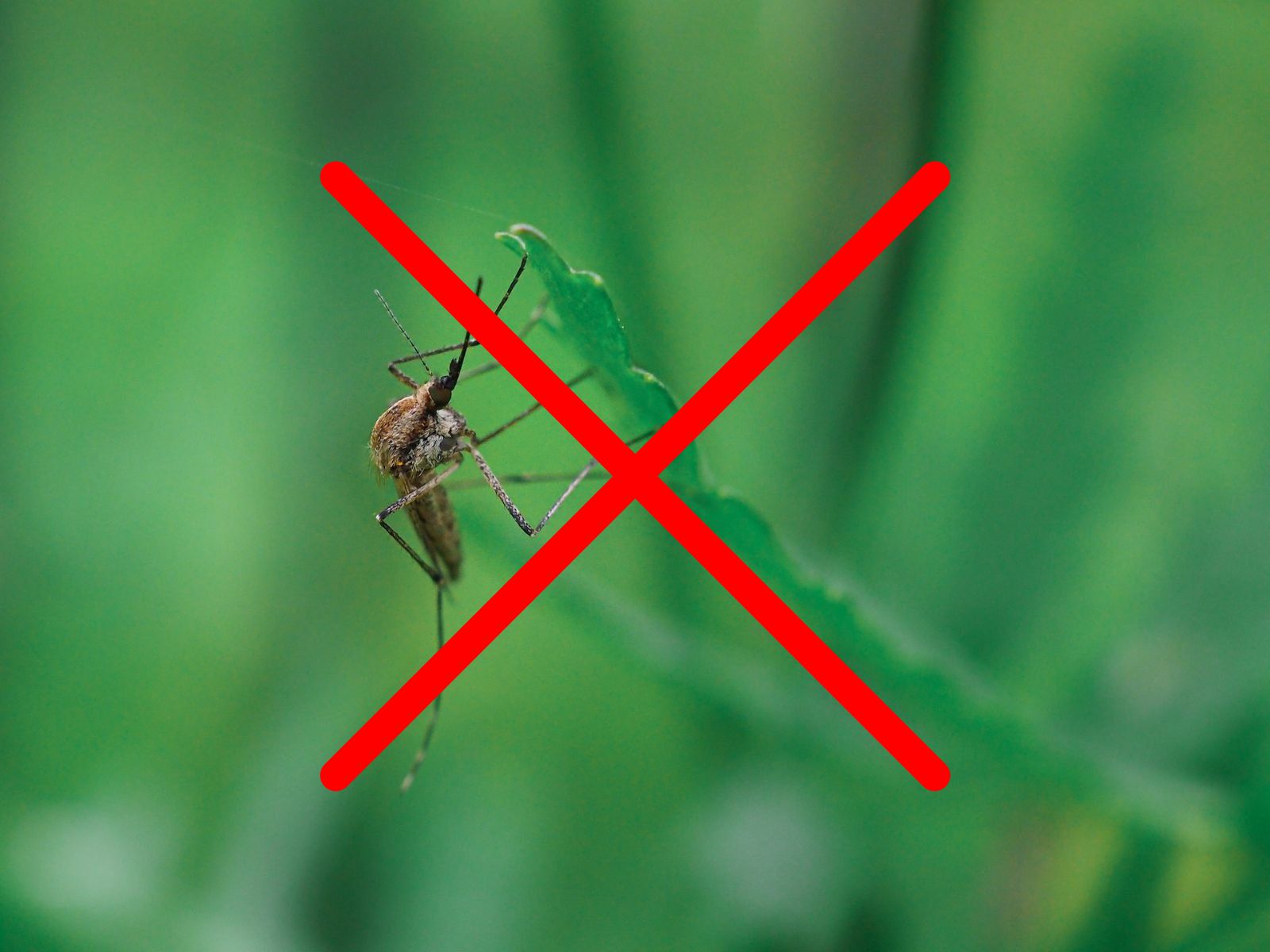 A close-up of a mosquito on a green leaf with a large red X over the image, indicating no mosquitoes or discouraging their presence.